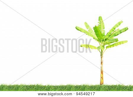 Banana tree on green grass field