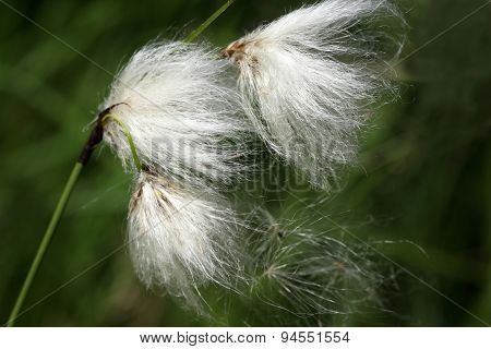 Eriophorum angustifolium or common cotton grass