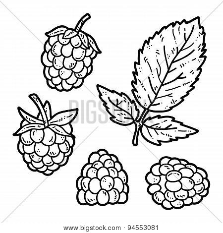 Raspberry outlines