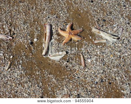 Starfish and seashells at the beach