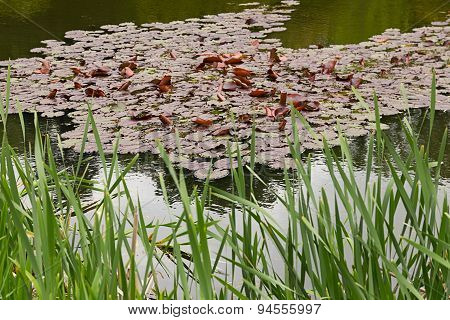 Water Lilies On A Pond