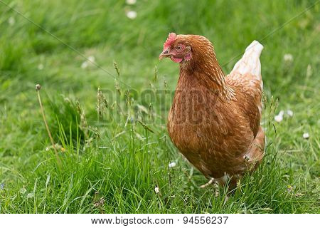 Single Chicken