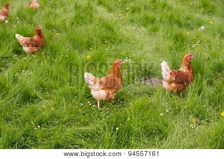 Chickens On The Meadow