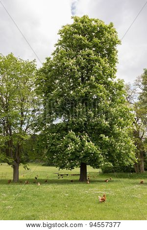 Chestnut Tree And Chicken