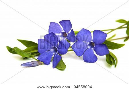 Perwinkle