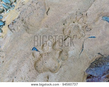Footprint Of Jaguar On Mud