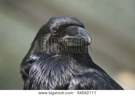 Common Raven - Corvus corax