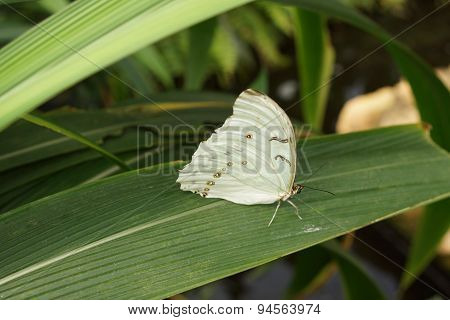 White Morpho - Morpho Polyphemus