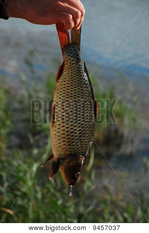 Karpe fisk