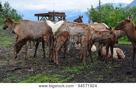 North American Elk Spring Molting