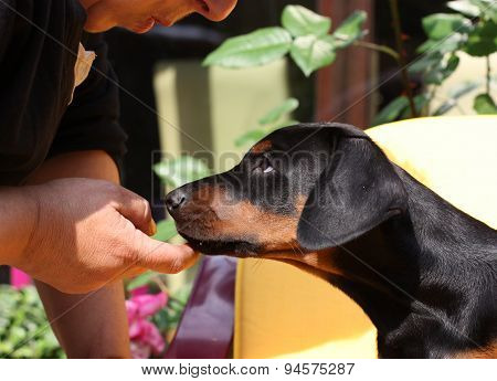 Doberman Pinscher dog