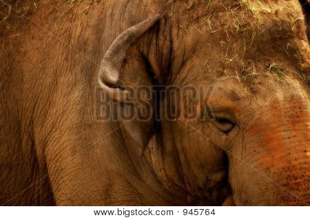 Elephant1