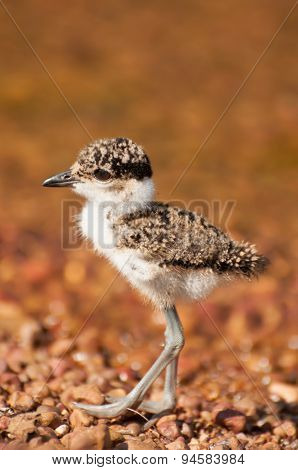 Lapwing Chick By Lake