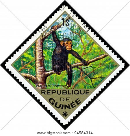 Vintage  Postage Stamp. Common Chimpanzee. Africa.