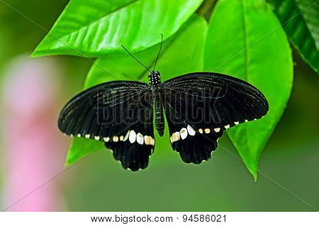 Butterfly World
