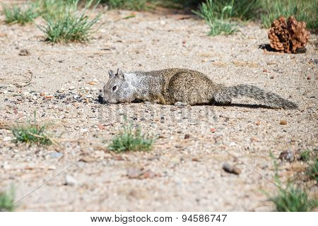 Ground Squirrel