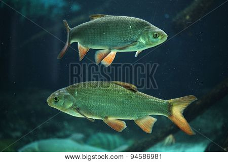 Common rudd (Scardinius erythropthalmus). Wildlife animal. 