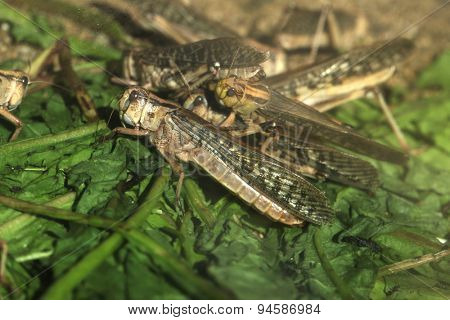 Desert locust (Schistocerca gregaria). Wildlife animals. 