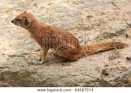 Yellow mongoose (Cynictis penicillata), also known as the red meerkat. Wildlife animal. 