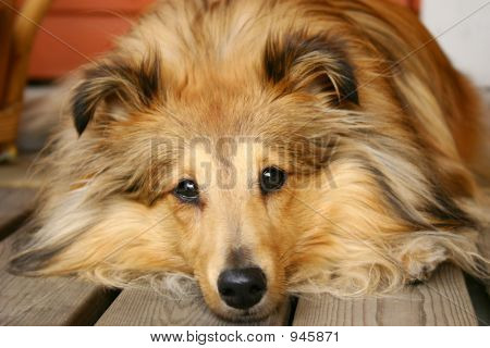 Sheltie