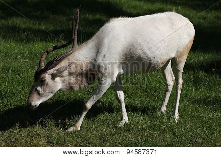 Addax (Addax nasomaculatus), also known as the white antelope and the screwhorn antelope. Wildlife animal. 