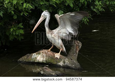 Grey pelican (Pelecanus philippensis), also known as the spot-billed pelican catching fish. Wildlife animal. 