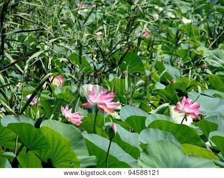 Lotuses