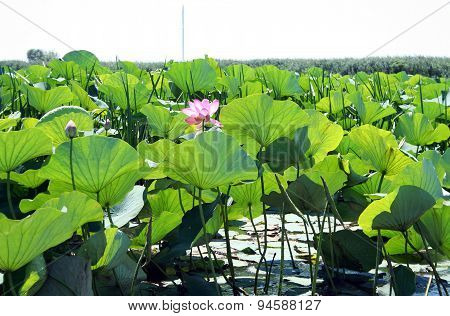 Lotuses