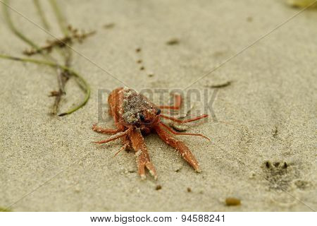 Red Tuna Crab On Beach