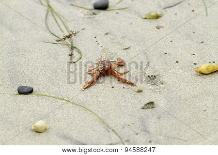 Red Tuna Crab On Beach