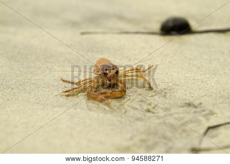 Red Tuna Crab On Beach