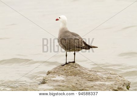 Seagull Perched On Rock