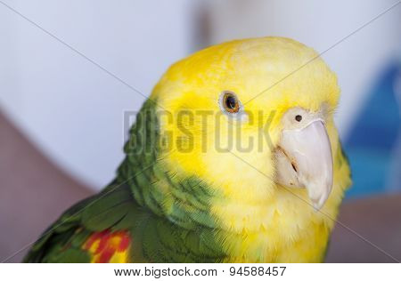 Green And Yellow Parrot At A Community Gathering