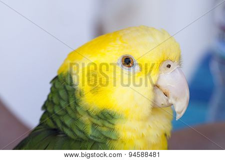 Green And Yellow Parrot At A Community Gathering