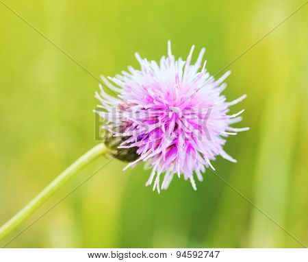 Thistle Flower