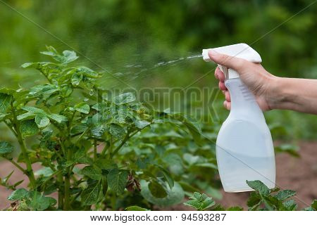 Spraying Leaves Of The Potato Against Pests