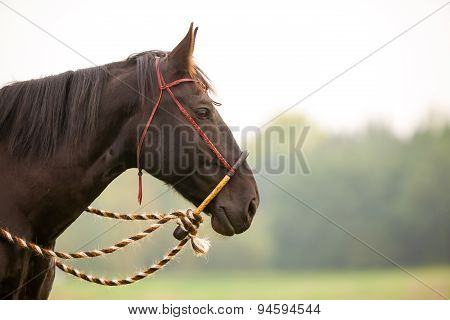 Face Of Brown Horse