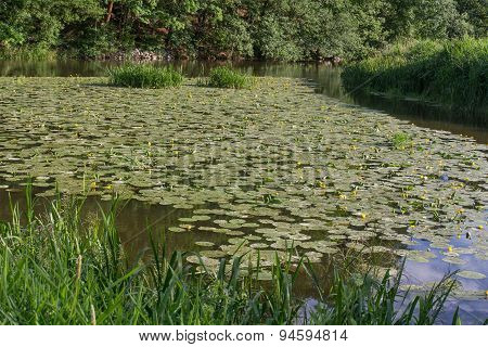 The River Naab In Bavaria