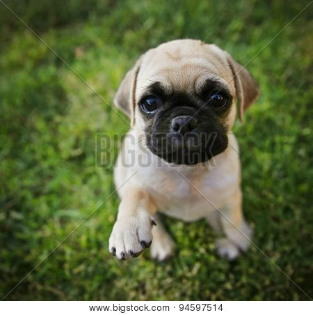a cute chihuahua pug mix puppy (chug) looking at the camera in a backyard during summer (SHALLOW DOF)