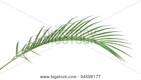 Beautiful palm leaf isolated on white