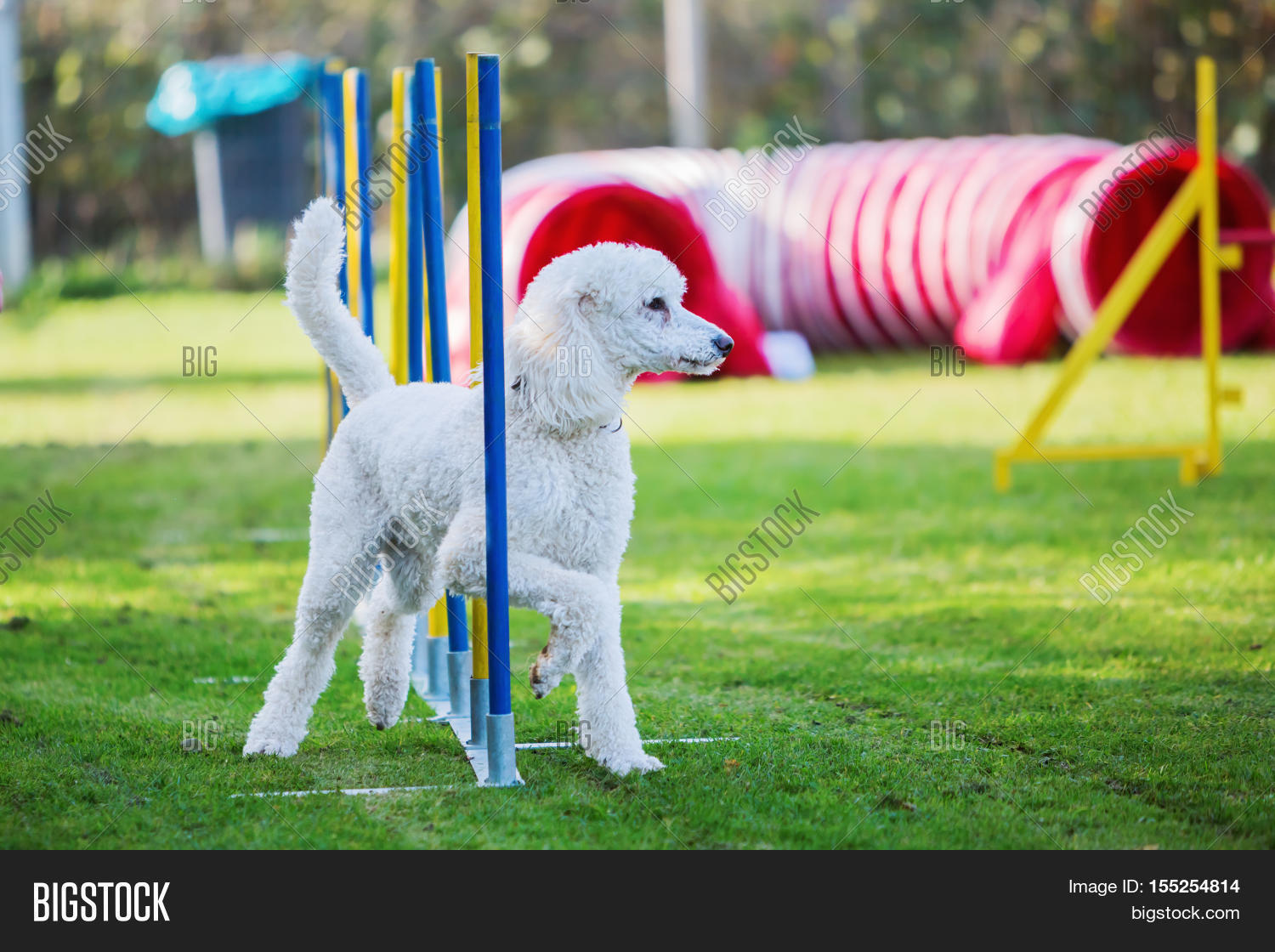 Royal Poodle Agility Image & Photo (Free Trial) Bigstock
