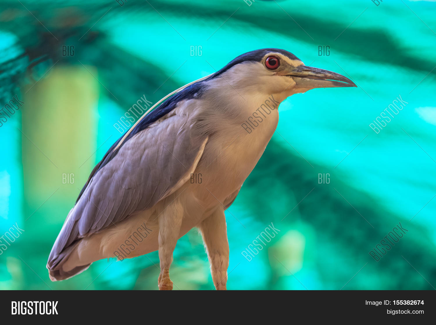 Image Preview