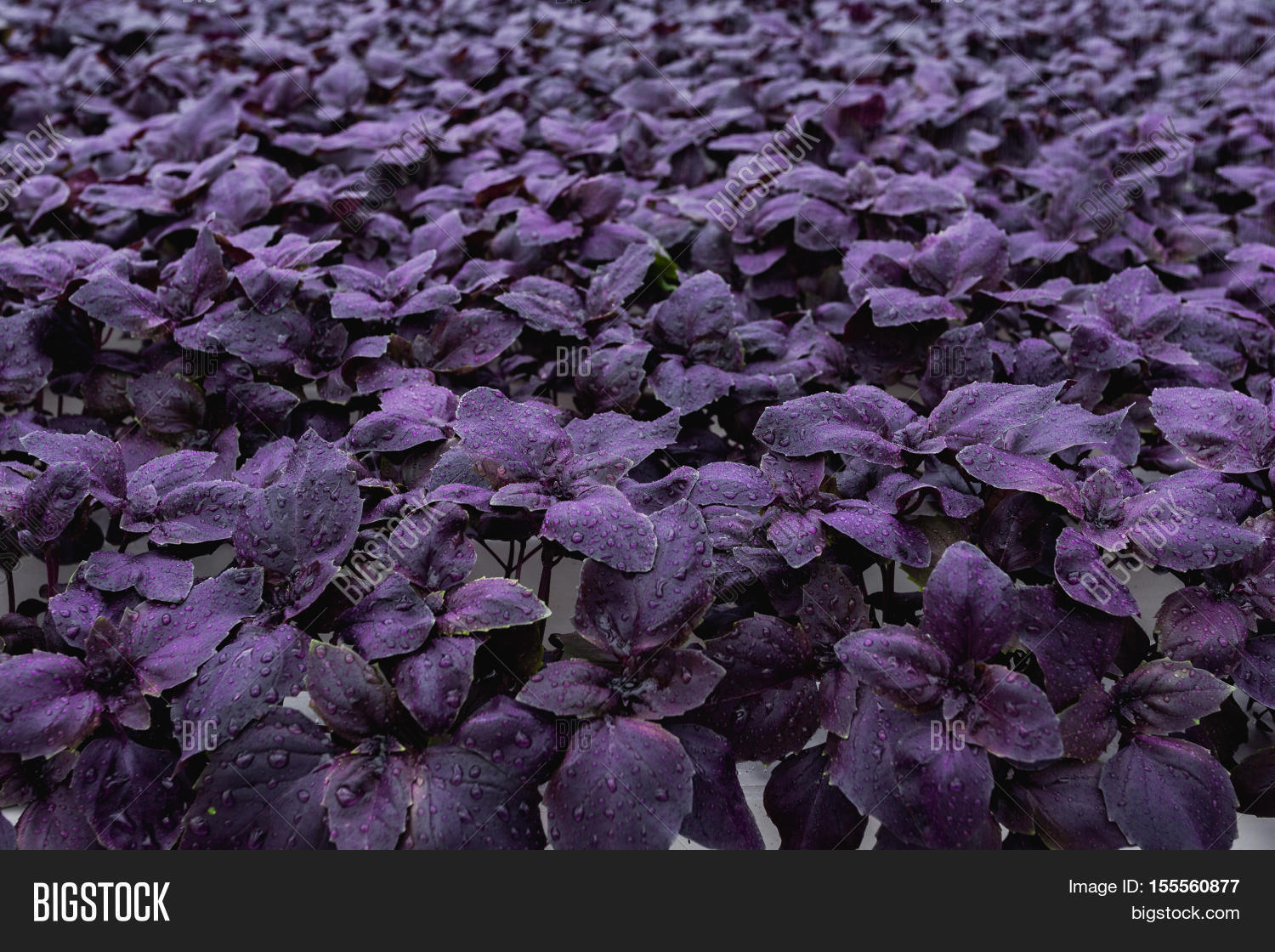 Purple Basil Growing Image & Photo (Free Trial) Bigstock