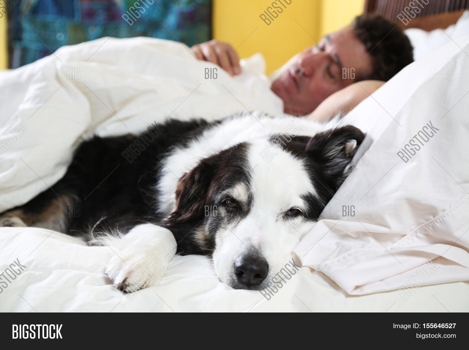Focus On Drowsy Dog Image & Photo (Free Trial) Bigstock