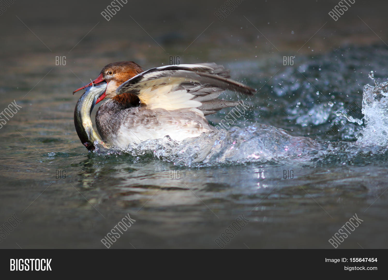 Image Preview