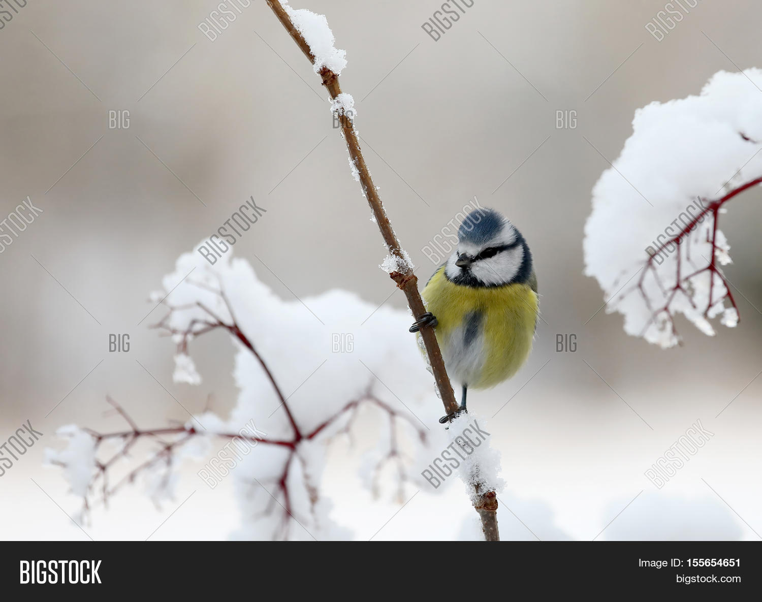 Image Preview