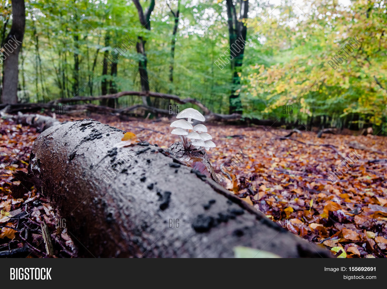 Image Preview