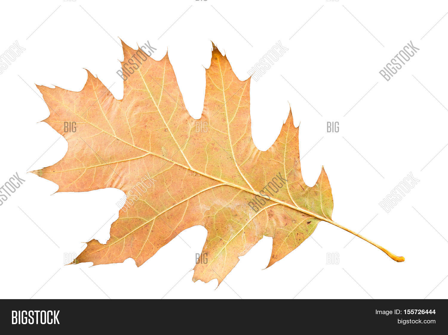 piece autumn leave image