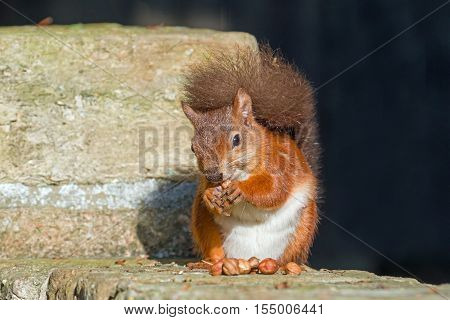 British native Red Squirrel eating on wall on Brownsea Island Dorset