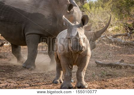 Baby White Rhino With His Mother.